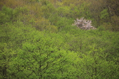最後の桜