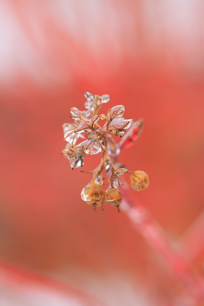 氷の花