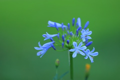 青い花