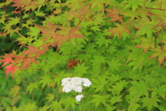 引き立て役