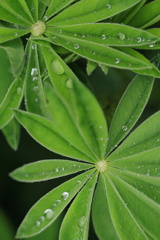 雨上がり