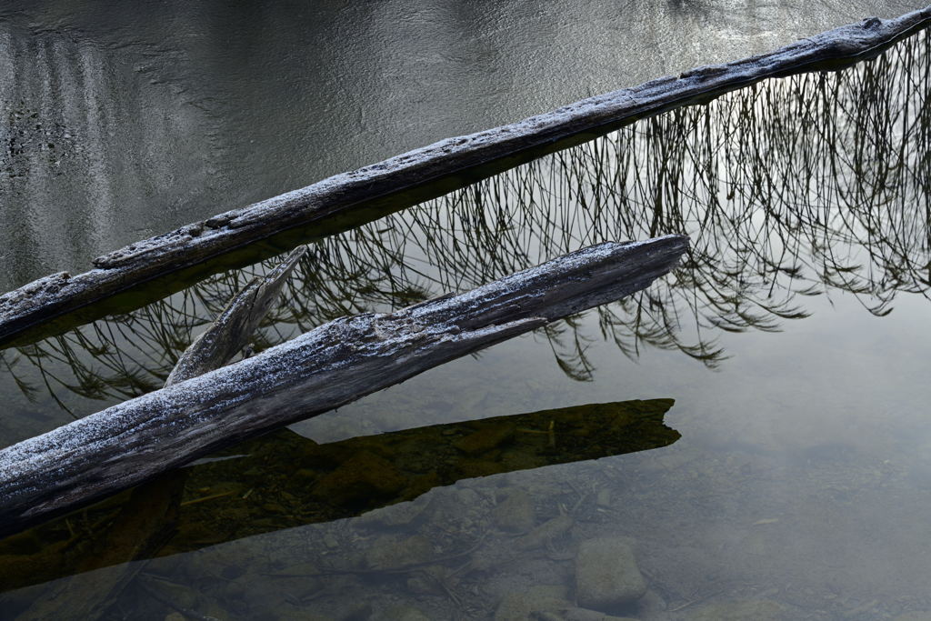 枯れ木にススキ