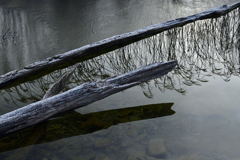 枯れ木にススキ