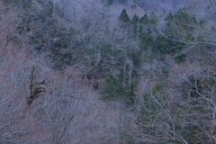 春を待つ木々