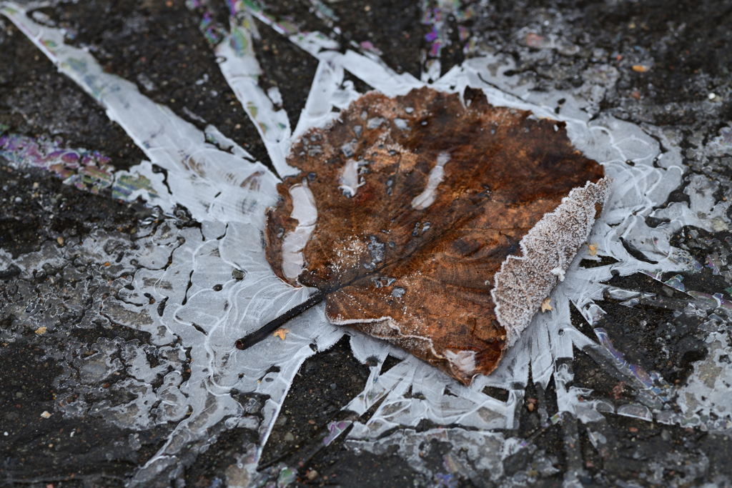 凍てつく落ち葉