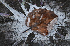 凍てつく落ち葉