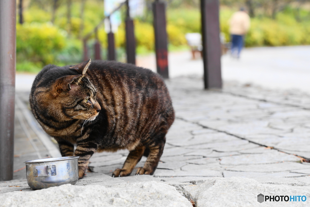 振り向く猫