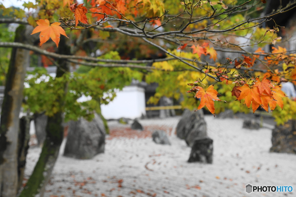庭と紅葉
