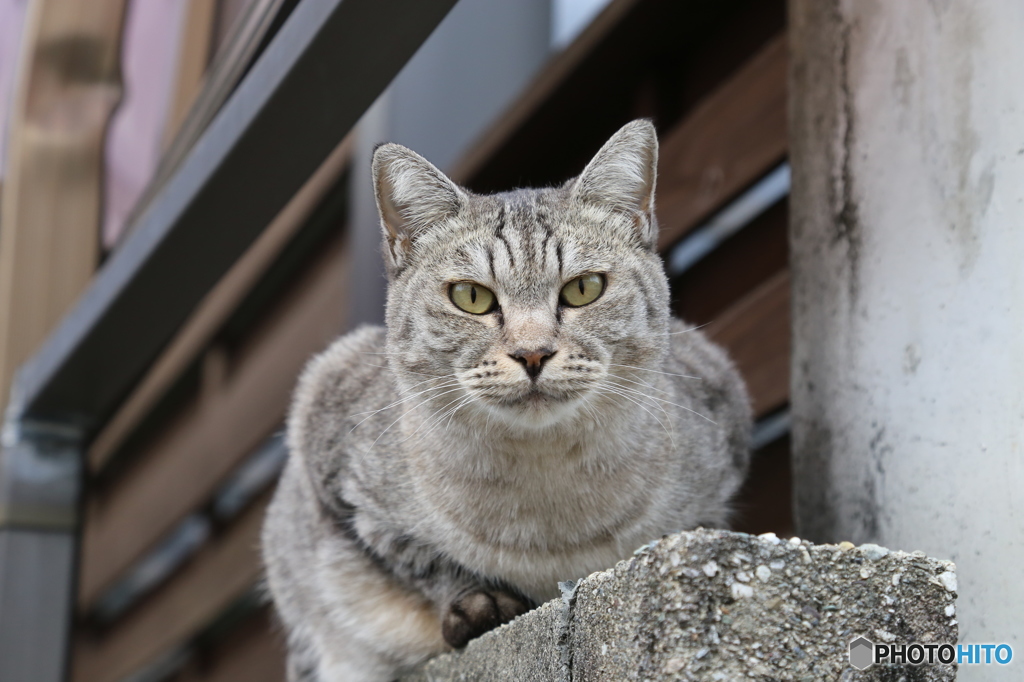 実家の猫