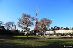 老舗タワー〔芝公園より〕