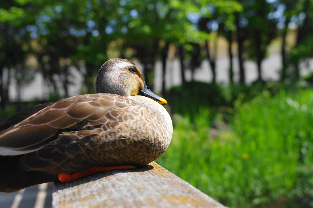 日光浴中のカモさん