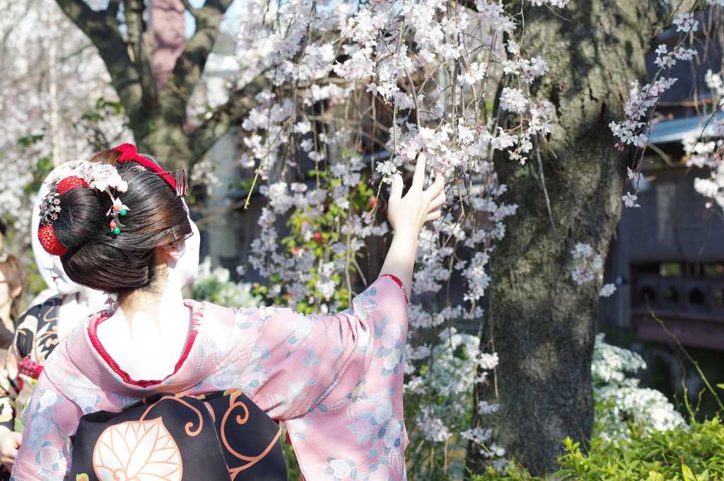 舞妓さんと桜1 by MKcafe （ID：4328684） - 写真共有サイト