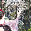 舞妓さんと桜１
