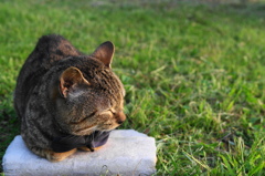 蝶ネクタイ猫