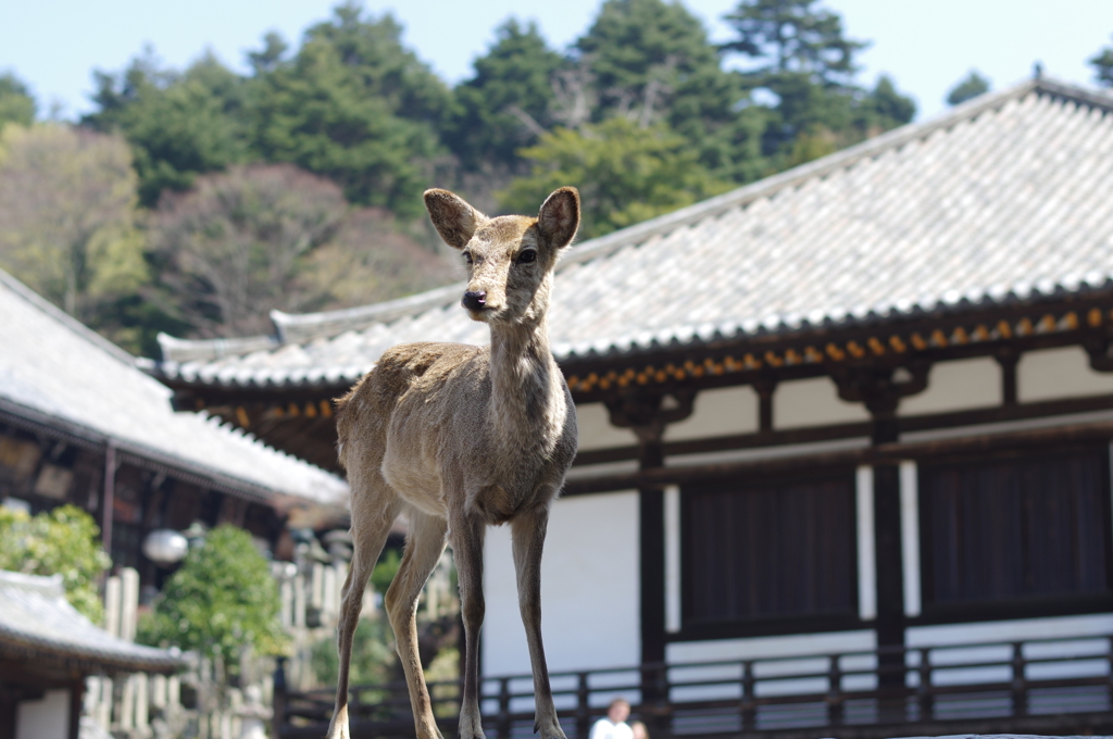 春日大社の神使