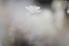 集い