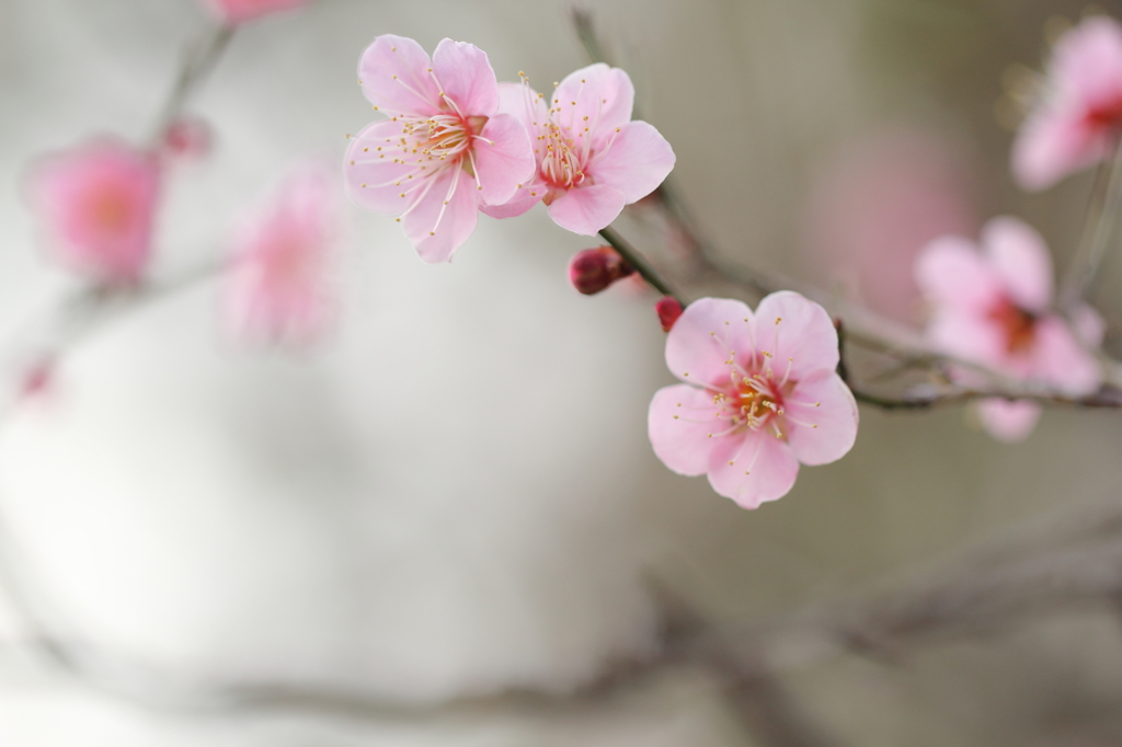 はずむ