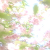 サトザクラ　満開