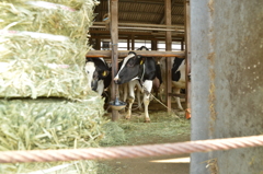 久々の牛たち6日 (15)