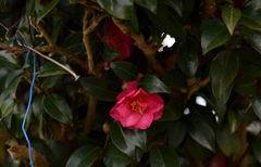 椿 20150116午後 (1)