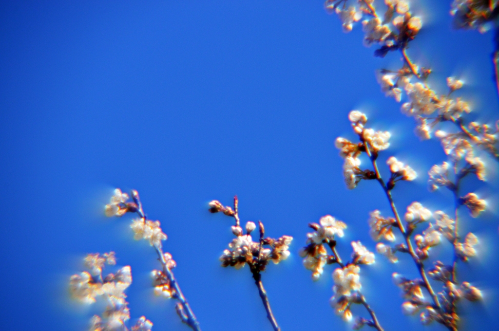 公園の桜　ぼちぼち (12)-pc