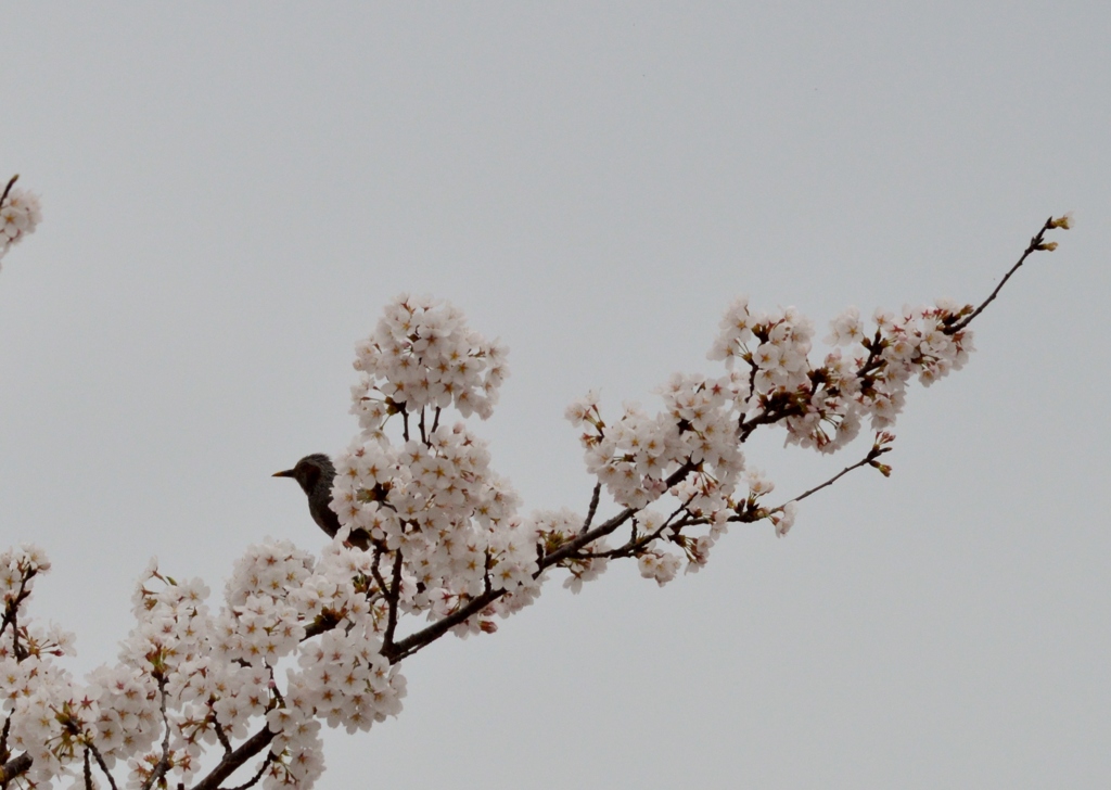 桜の園に埋もれて (7)