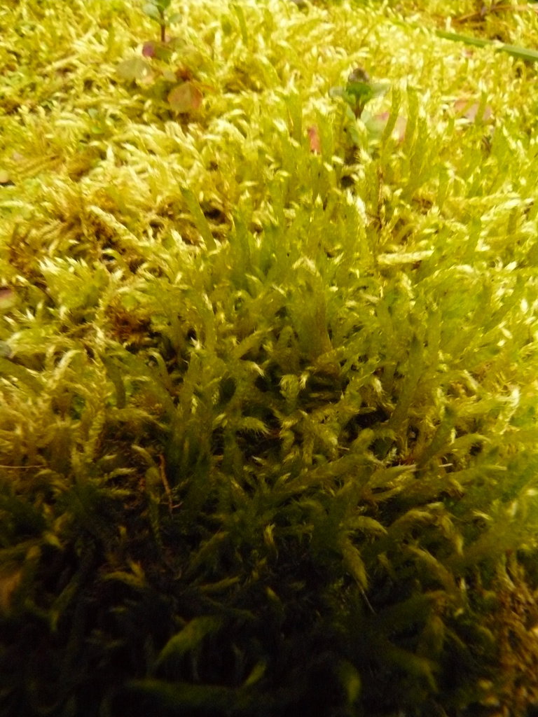 裏庭の苔広角MACROfz8 (1)