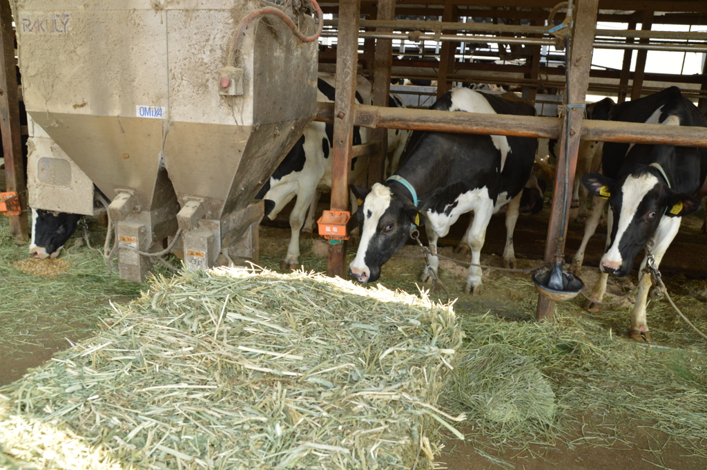 久々の牛たち6日 (19)