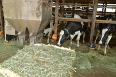 久々の牛たち6日 (19)