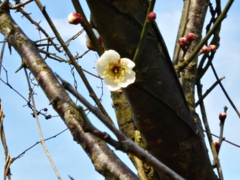 6日午後、緑と木々 (52th)