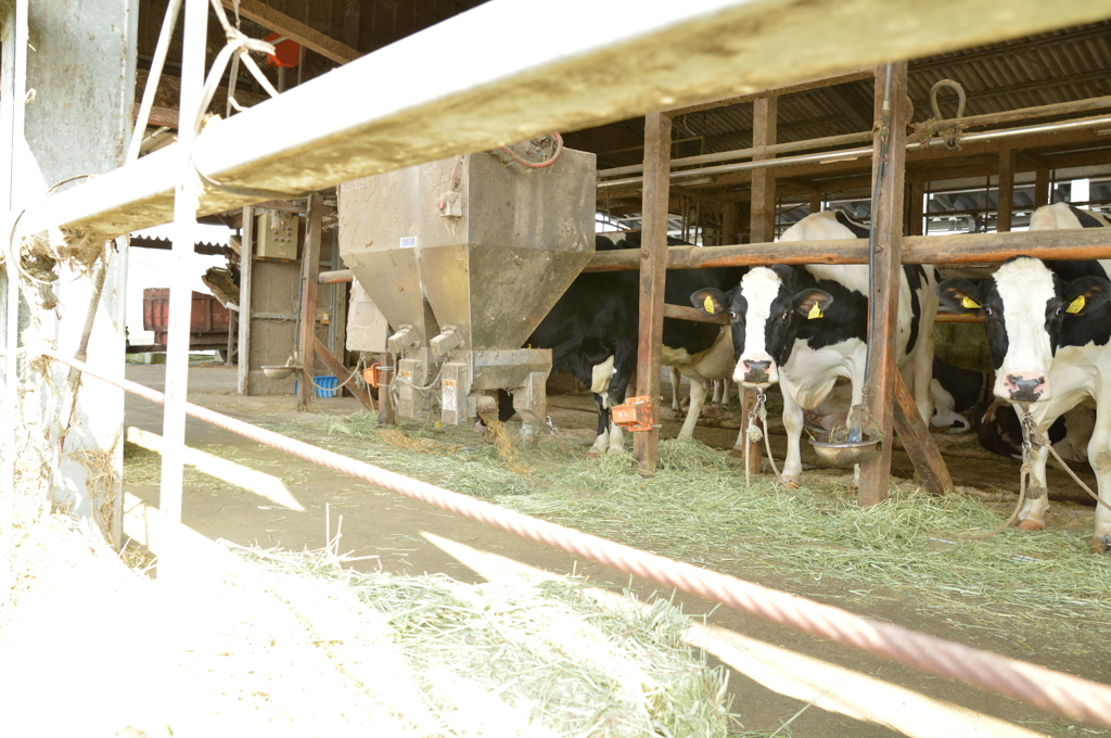 久々の牛たち6日 (13)