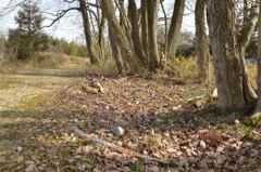 6日午後、緑と木々 (8)