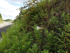 また見つけたタカサゴユリ-20201006 (4)