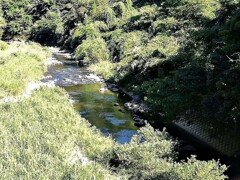 用心深きすぎの野鳥たち