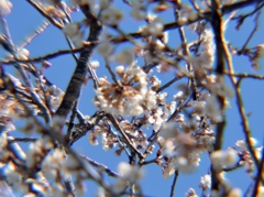 公園の桜　ぼちぼち (5)-ptc