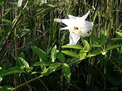 二輪目見つける（タカサゴユリ）-20201006 (2)