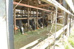 久々の牛たち6日 (30)