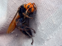 スズメバチの永眠 (合掌)