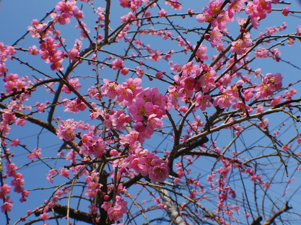 快晴の春分の日-6