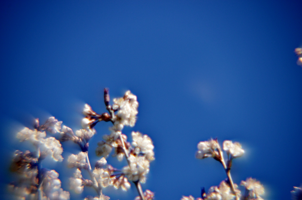 公園の桜　ぼちぼち (14)-pc