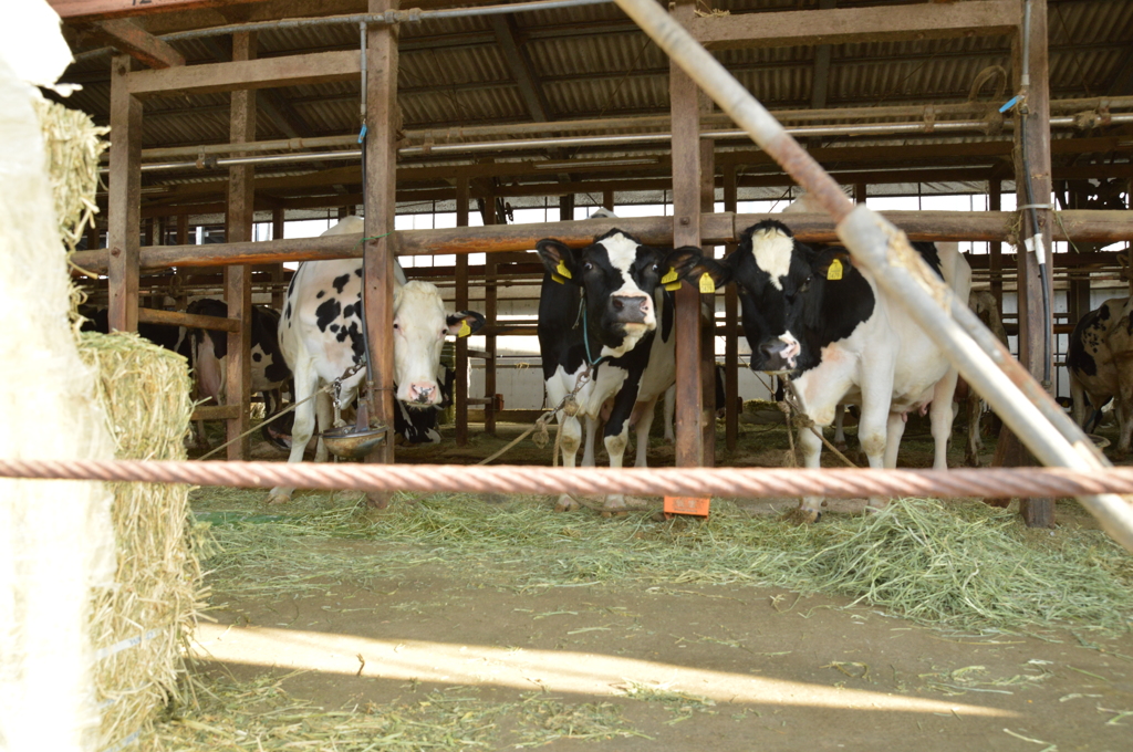 久々の牛たち6日 (10)