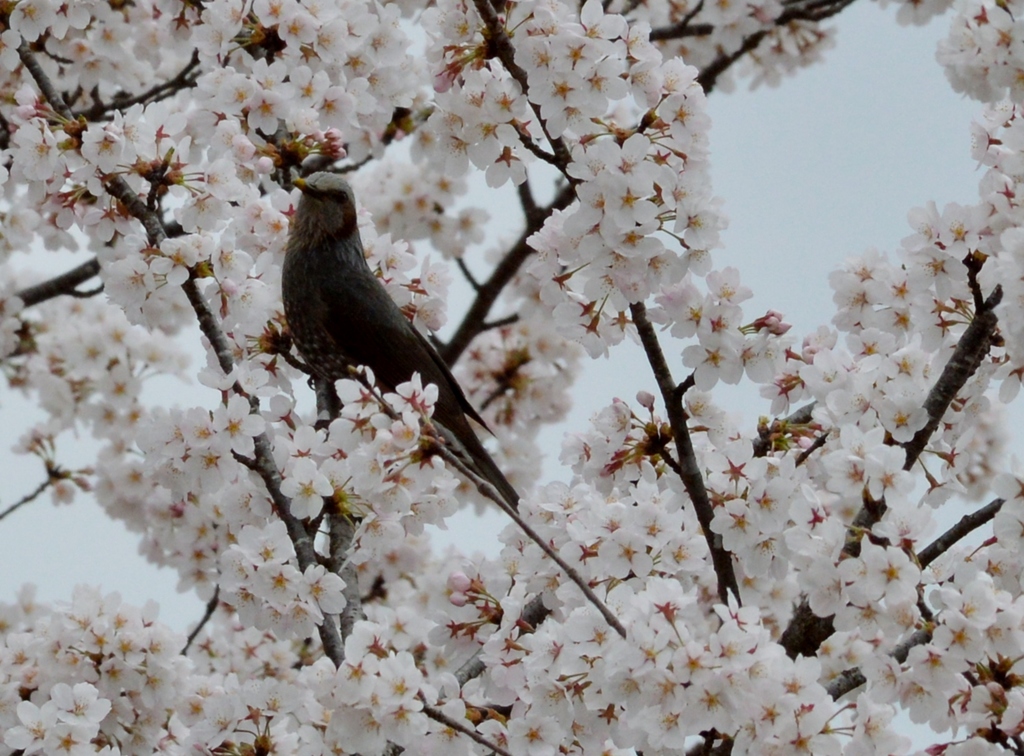 桜の園に埋もれて (4)
