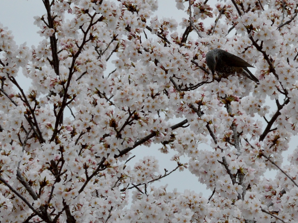 桜の園に埋もれて (6)