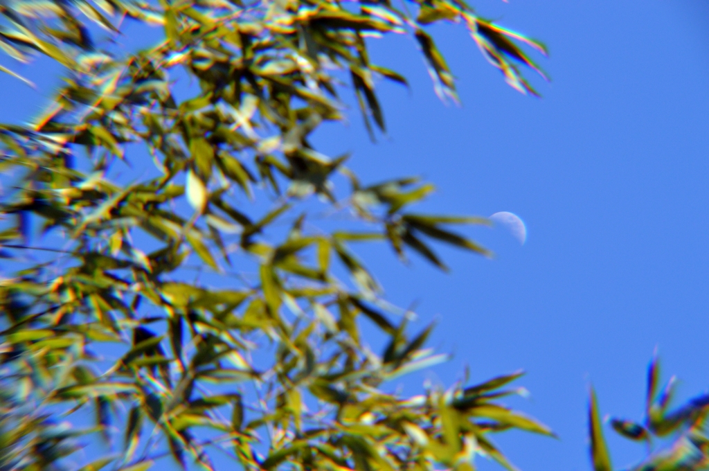 DSC_0160月と竹林-c