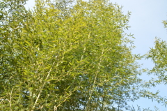 6日午後、緑と木々 (83)