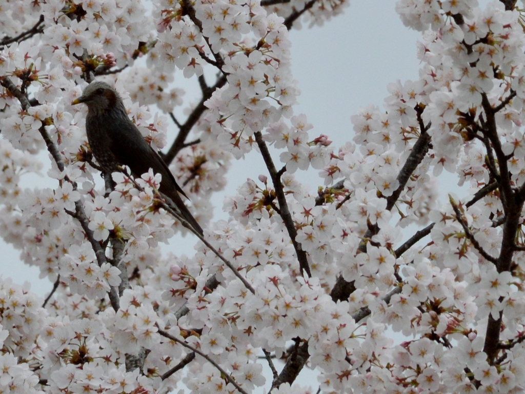 桜の園に埋もれて (5)