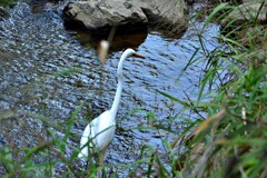 川辺のサギ-20201002 午後 (11)