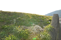 6日午後、緑と木々 (105)