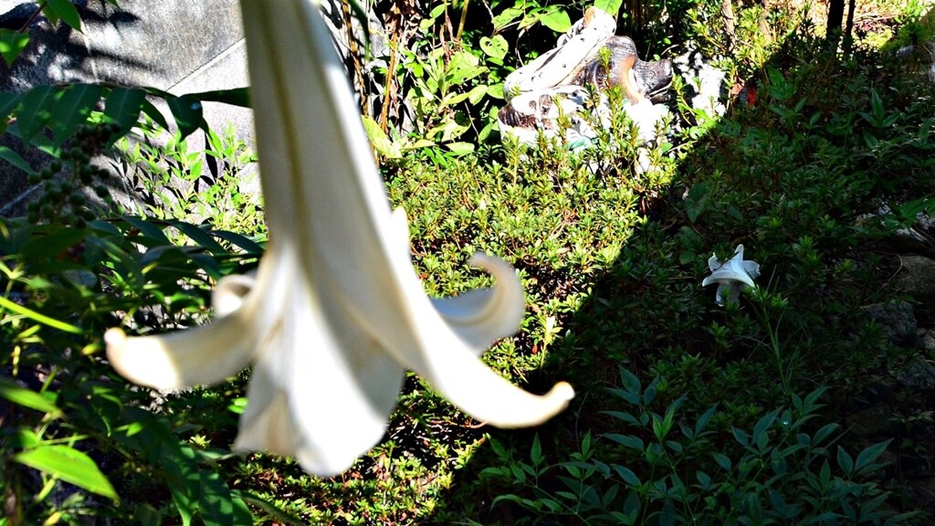 役目終える手前と最後の開花（タカサゴユリ）_20200829の朝