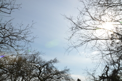 6日午後、緑と木々 (50)